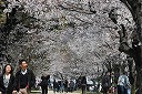 Cherry blossoms along Motoyasu-gawa river 1