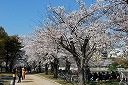 Cherry blossoms along Motoyasu-gawa river 2