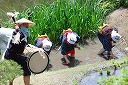 Scenery of planting rice 1