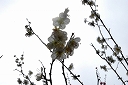 White plum blossoms 1