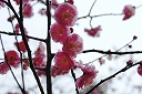 Bright red plum blossoms 1