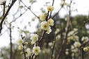 White plum blossoms 2